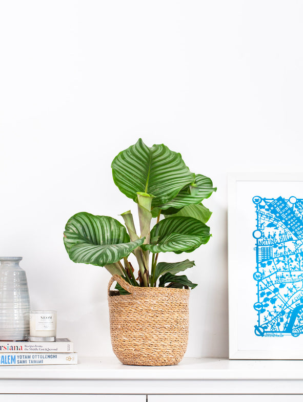 Otto Woven Pot